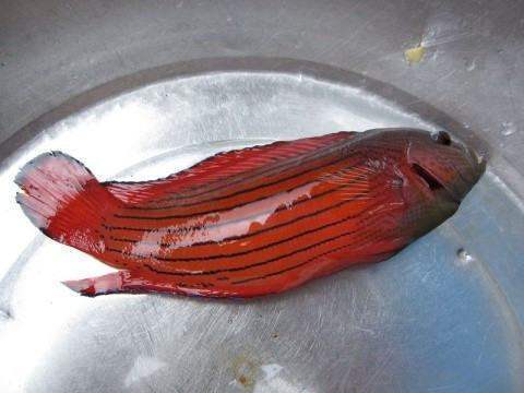 海鱼红色的有哪些图图片