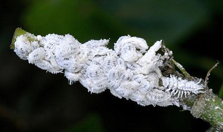这是棵石榴树,上边白色的是什么虫子吗?用什么药?