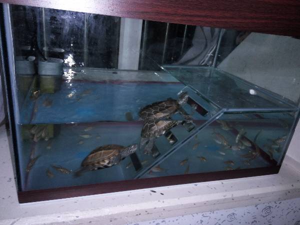 养草龟我放这个水位的高度合适吗?还是要把水放少些呢? 不会被淹死