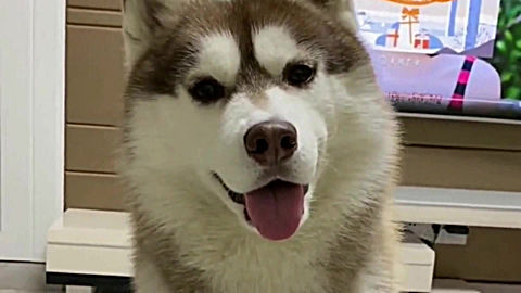 哈士奇想吃鸡腿,跟主人撒娇又是" 爱妈妈"又是歪头杀,太可爱了