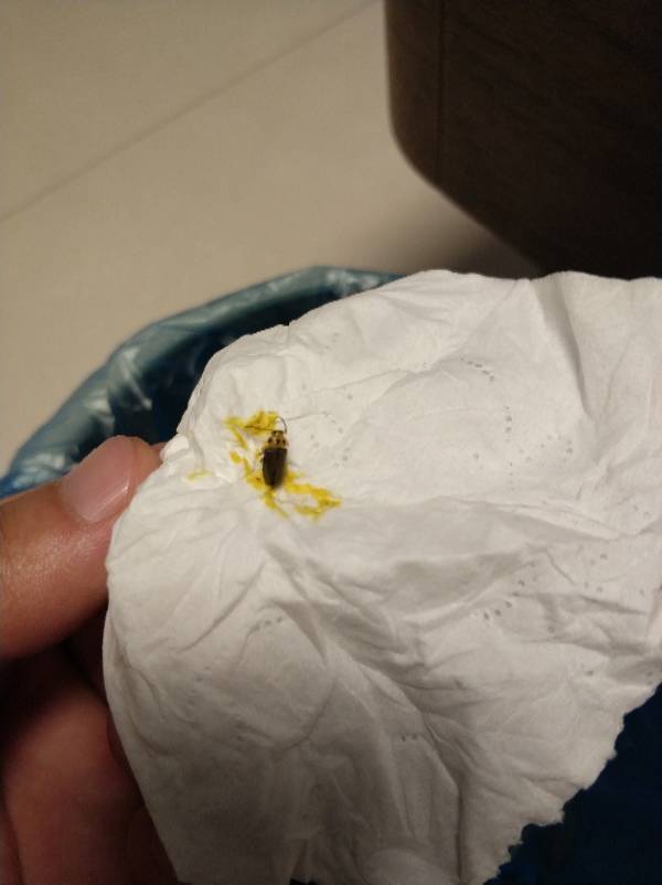 家里总是出现像瓜子一样 硬的黑色的小虫子 这是什么虫 应该怎么防治