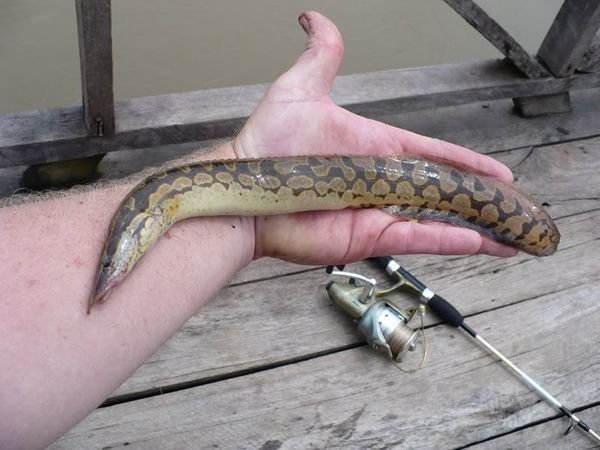 头尖尖的尾巴像泥鳅背上有一把锯的鱼是什么鱼