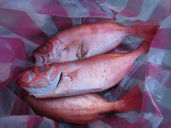 冰鲜鱼红目龙是什么鱼