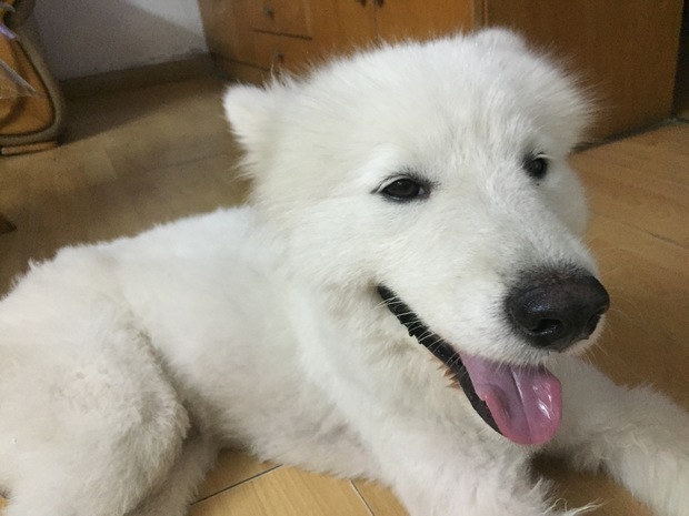 这是什么狗?对人很温顺,看到小猫老鼠什么的就