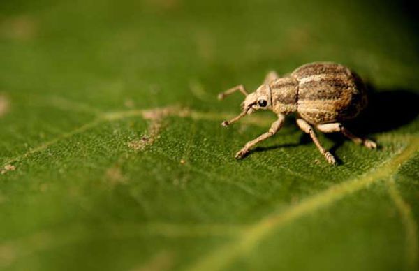 過去曾是動物界最大的科,現已被膜翅目姬蜂科(ichneumonidae)超越