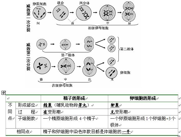 生物减数图解图片