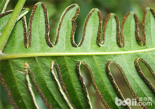 如何为花卉进行孢子繁殖?