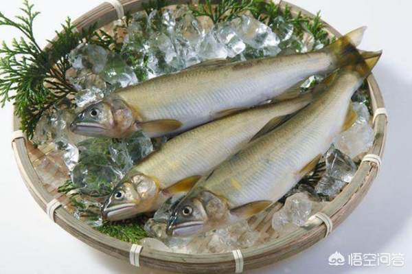 日本香鱼为什么有体香?