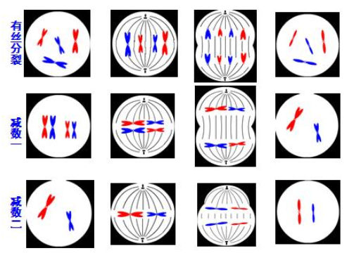 扩展资料: 与有丝分裂有关的细胞器: 1,中心体——与纺锤体的形成有关