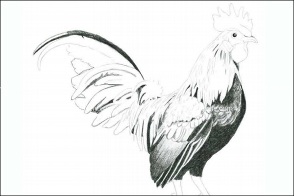 用彩铅画明暗关系怎么画?