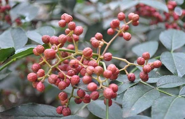 野花椒是什么东西?