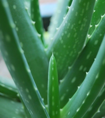 带白点的芦荟和白边芦荟分别属于哪个品种