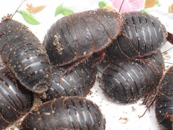 老家旧房子屋顶上有很多虫子,应该是土元,房顶