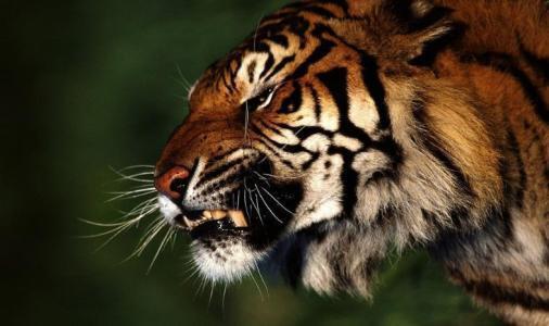 老虎有没有天敌