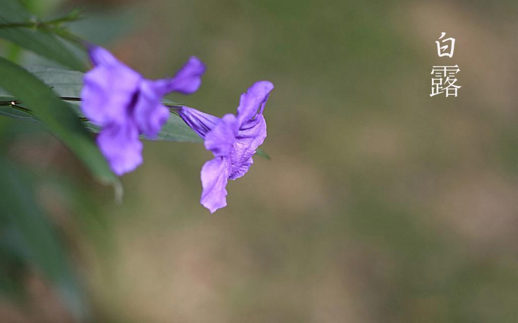 相约白露时节[图4]