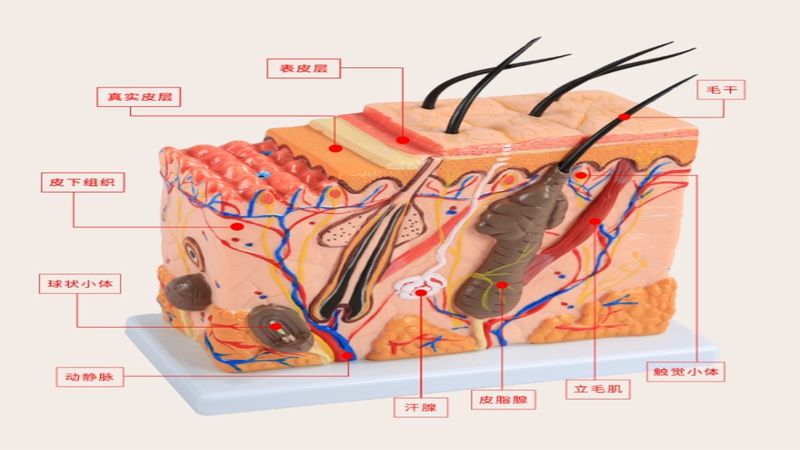 [图]知能医学模型-人体皮肤结构解剖放大模型