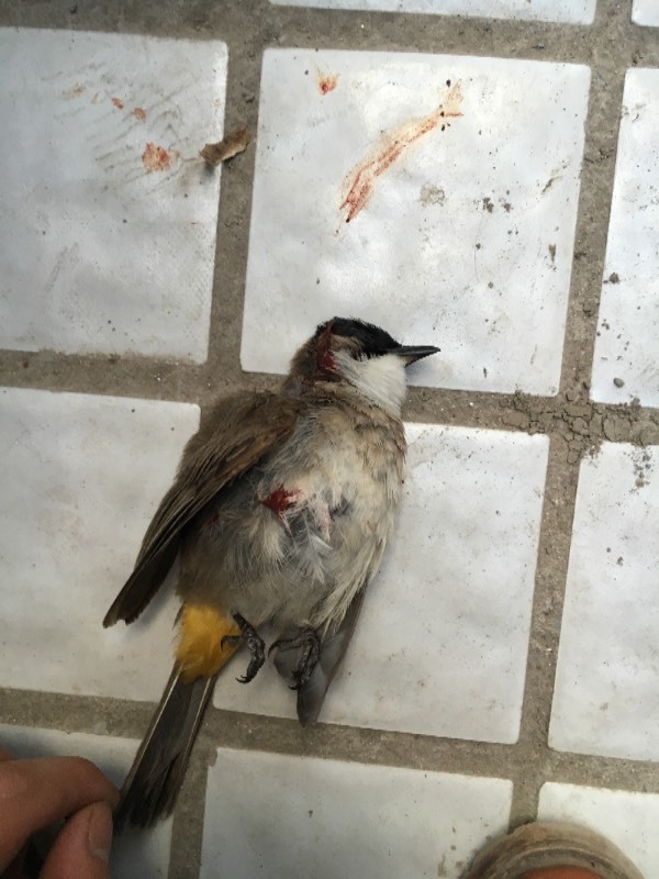 这是什么鸟?益鸟还是害鸟