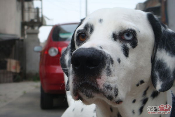 能帮我看看这只斑点狗的两只眼睛不一样怎么回