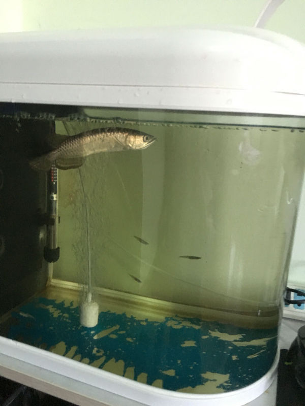 龙鱼一星期不吃食,还立着游。撞缸,尾巴有点烂