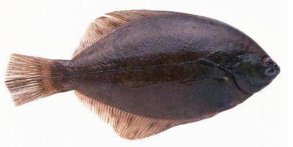 比目鱼和蝶鱼有什么区别