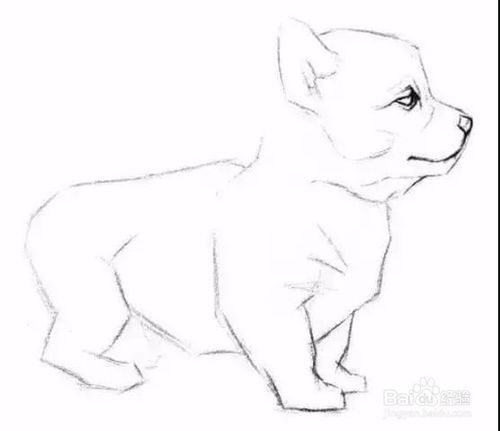 怎么画狗漂亮又简单素描画