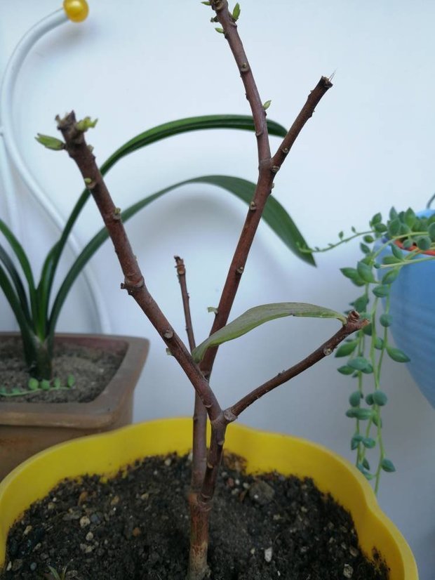看看我家的金边瑞香,就是不发芽,枝条用大片切一下又是绿色的,感觉没
