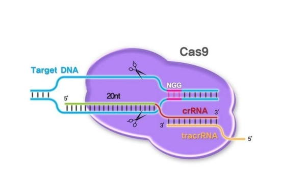 利用crispr/cas9有望治疗渐冻人症是真的吗?