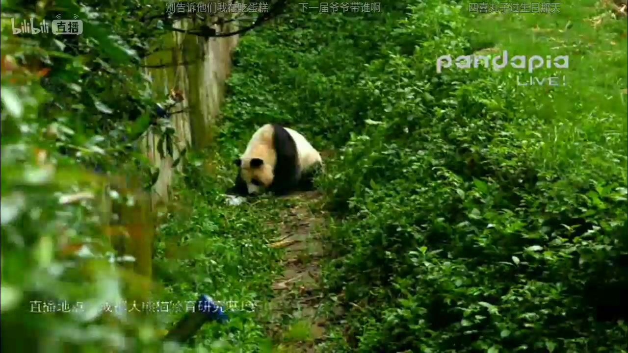 [图]20170805pandapia直播部分录屏芝芝仔成大仔、幼年园、雅猪雅韵雅莉