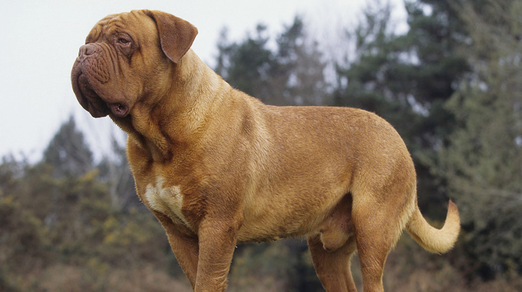 360影视-影视搜索