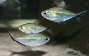 尾巴上有一道黑色向上翘的小鱼是什么鱼?