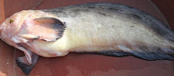 狮子鱼属    liparis      鱼类(此科鱼类,并非通常所知的 蓑鲉)