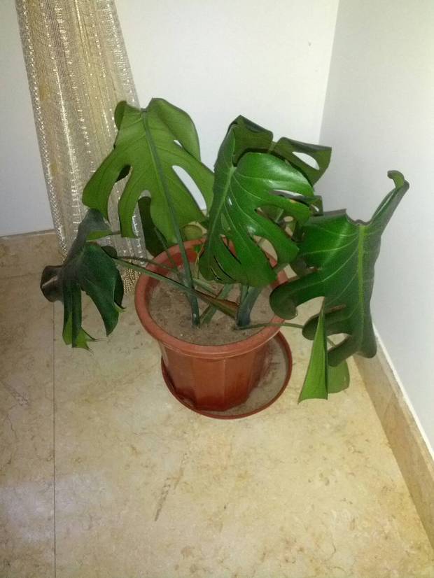 这个龟背竹叶子为什么会垂下来是什么原因,怎么办呢