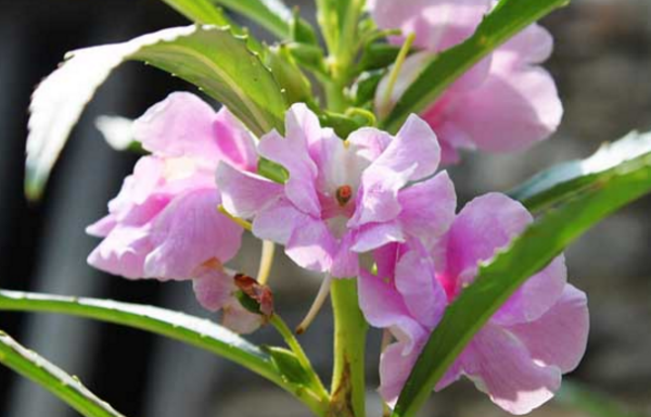 可染指甲的植物是什么?