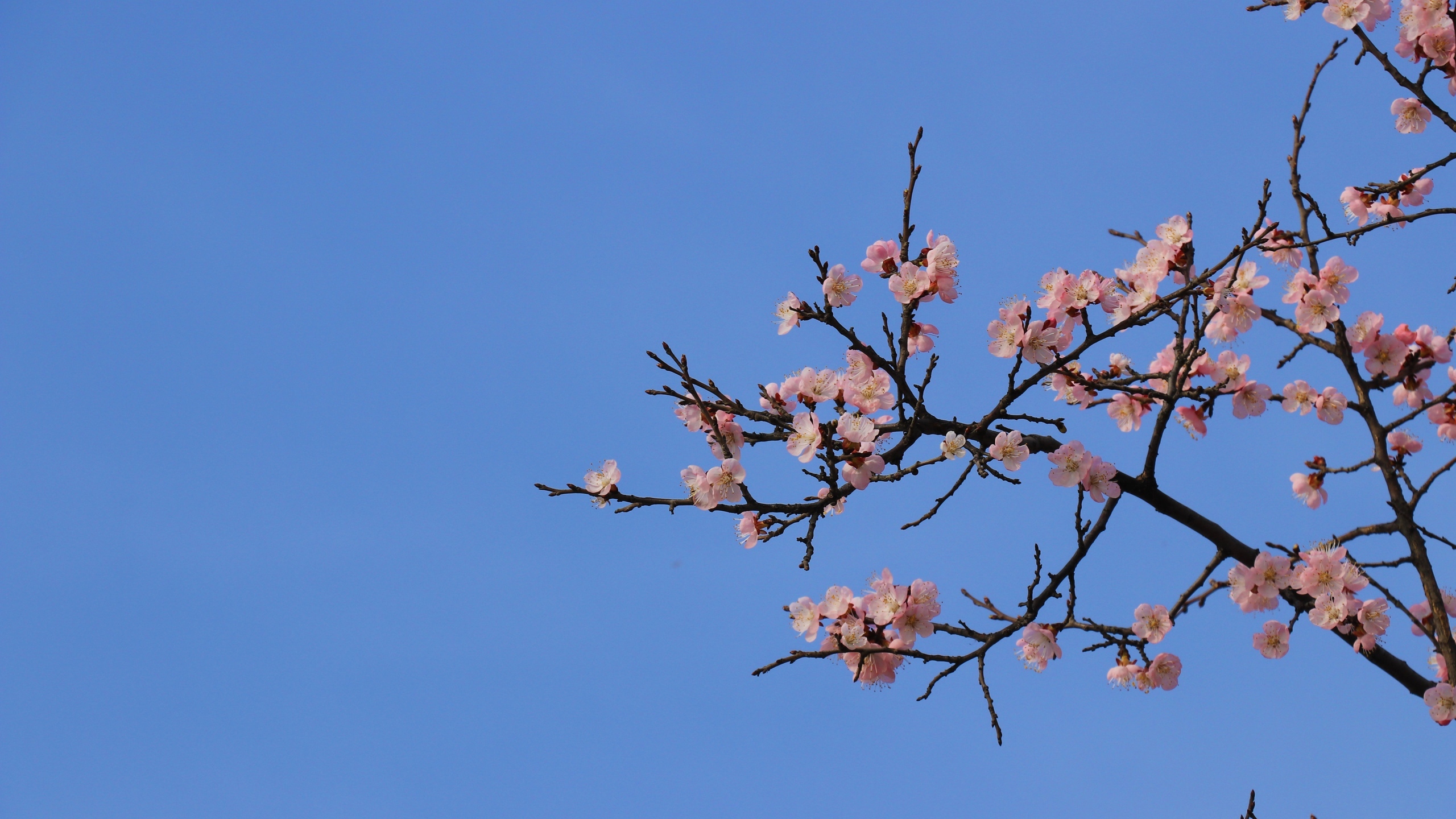 高清桃花花卉桌面壁纸[图5]