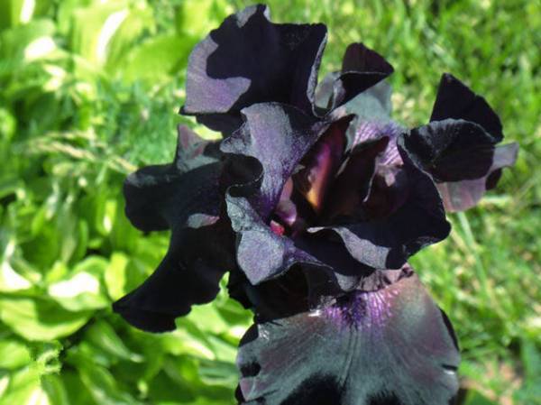 黑色的花是哪八种?