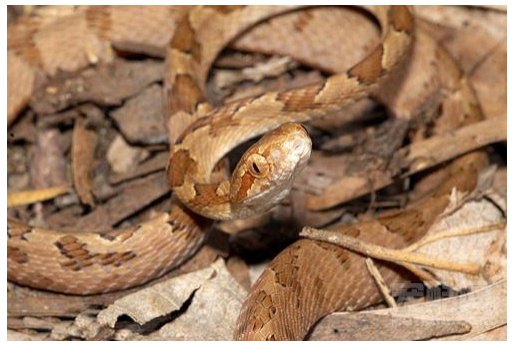 所有蝰蛇科的剧毒蛇都具有颊窝,隶属此列的尖鳞原矛头蝮自然也有
