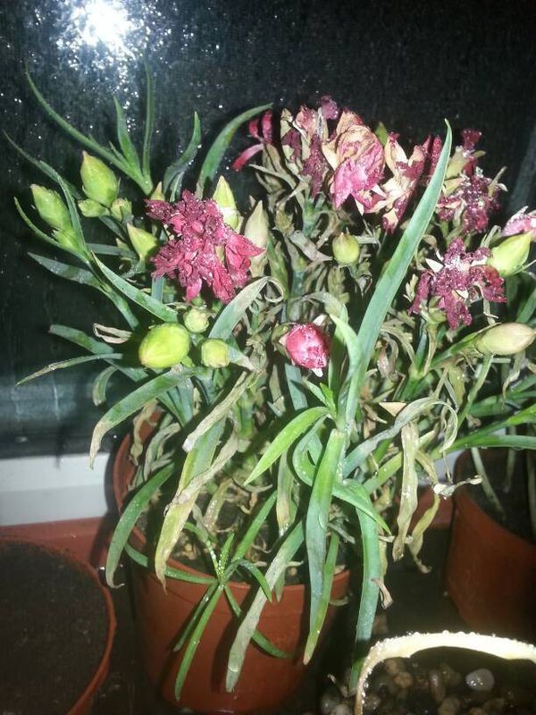 康乃馨为什么买回来没几天好些叶子枯了?