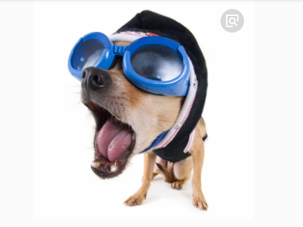 京东苹果x上狗狗戴眼镜的图片怎么找