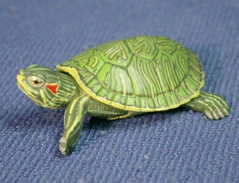 小巴西龟一年能长多大