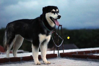 金毛与哈士奇杂交会产生什么狗?