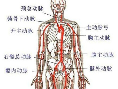 尺动脉位置的图示图片