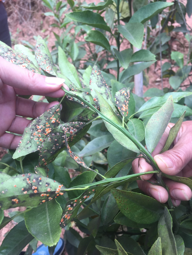 沃柑这是粉虱座壳孢菌吗?怎么治?煤烟病怎么治