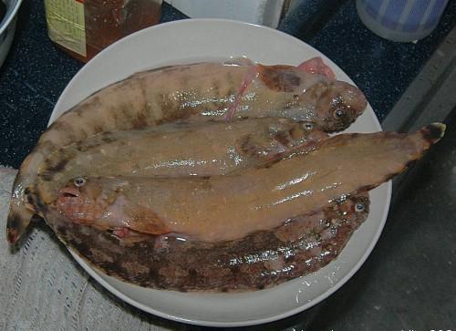 剧毒山椒鱼图片