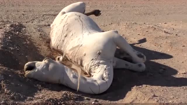 渴死的骆驼爆炸图片图片