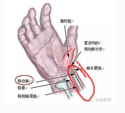 手上的动脉在哪里?或者大腿的