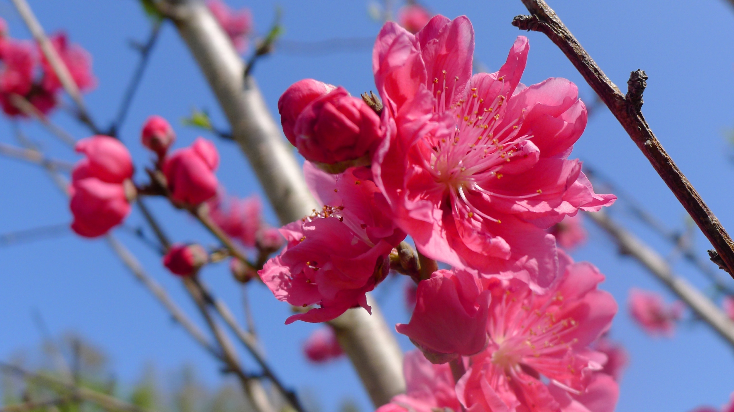 高清桃花花卉桌面壁纸[图11]