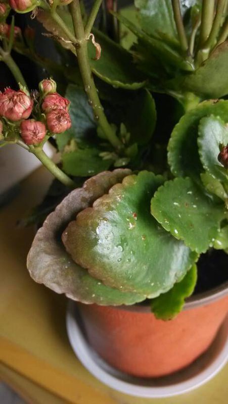 长寿花的叶子边缘发红是怎么回事呀?