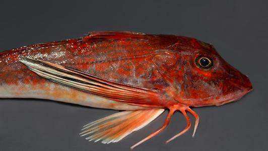 红色扁扁的海鱼图片
