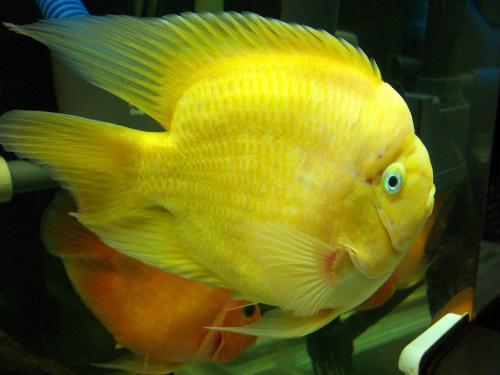 鹦鹉鱼常常沉底,好像在睡觉,是怎么回事?