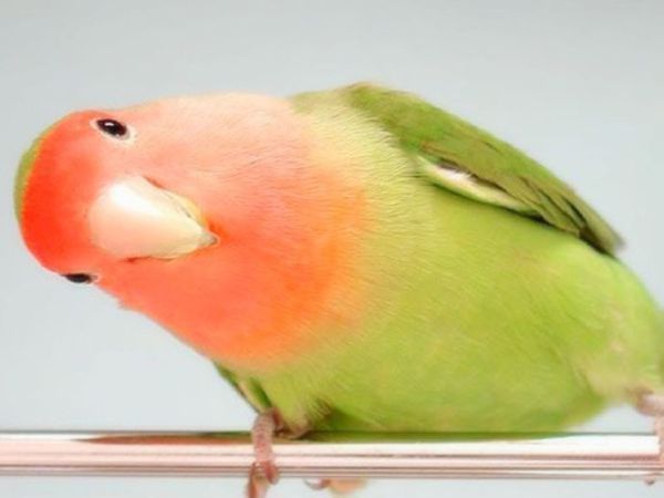 亲们,谁知道什么样品种牡丹鹦鹉比较乖巧不乱